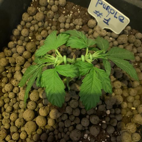 Purple Queen #1 growlog photo: Lst 