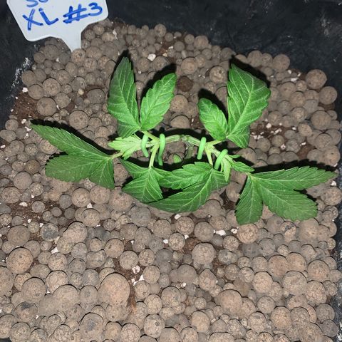 Somango XL #3 growlog photo: Lst