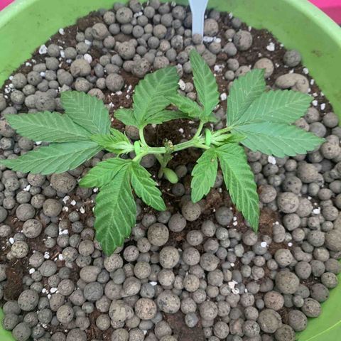 Somango XL #1 growlog timeline photo