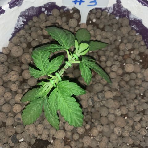 Purple Queen #3 growlog photo: Lst