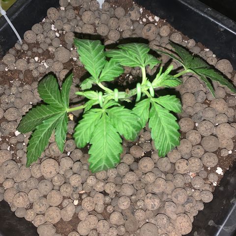 Purple Queen #2 growlog photo: Lst