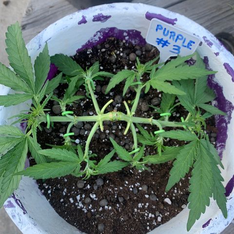 Purple Queen #3 growlog timeline photo