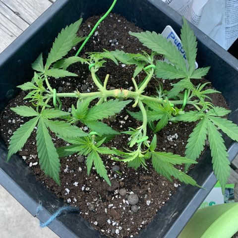 Purple Queen #1 growlog timeline photo