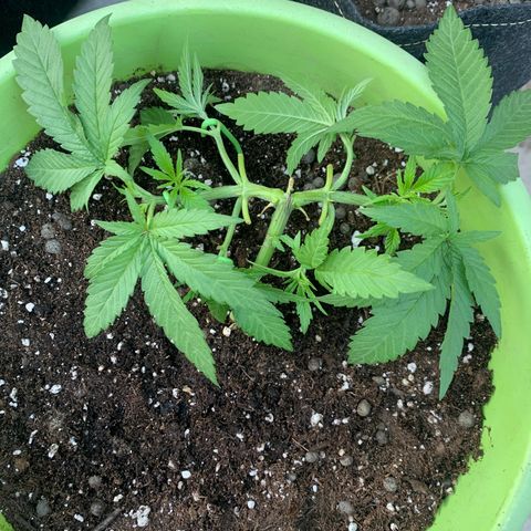 Somango XL #1 growlog timeline photo