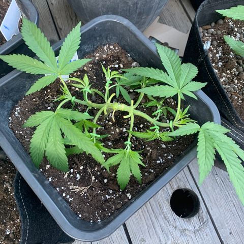 Somango XL #5 growlog timeline photo