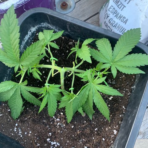 Somango XL #3 growlog timeline photo