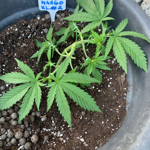 Somango XL #2 growlog timeline photo