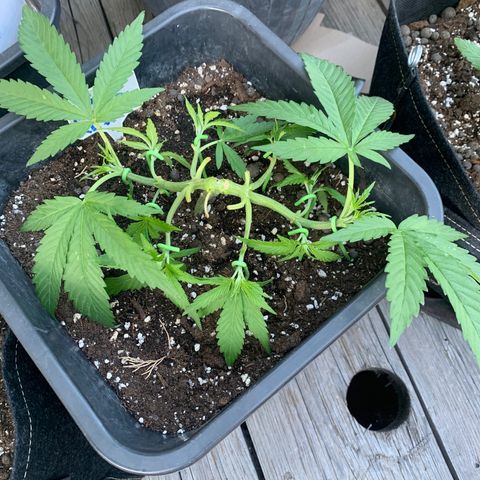 Somango XL #3 growlog timeline photo