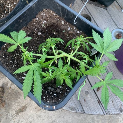 Purple Queen #2 growlog timeline photo