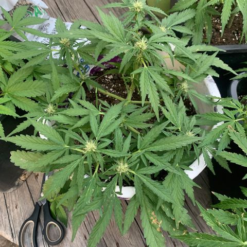 Purple Queen #3 growlog timeline photo