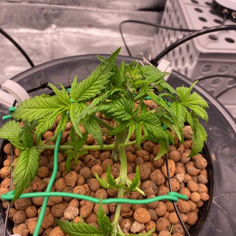 Amnesia Haze GREEN TAG growlog photo: LST and Trim