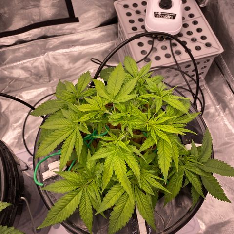 Amnesia Haze GREEN TAG growlog timeline photo