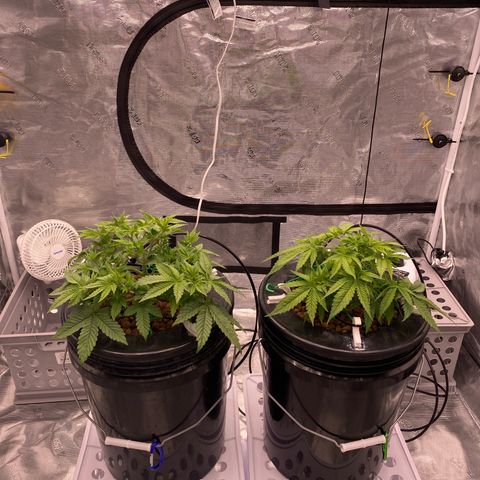 Amnesia Haze GREEN TAG growlog timeline photo