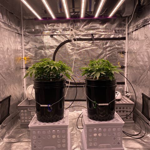 Amnesia Haze GREEN TAG growlog timeline photo