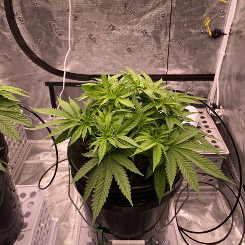 Amnesia Haze GREEN TAG growlog timeline photo