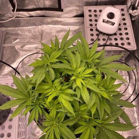 Amnesia Haze GREEN TAG growlog timeline photo