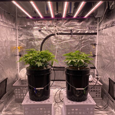 Amnesia Haze GREEN TAG growlog timeline photo