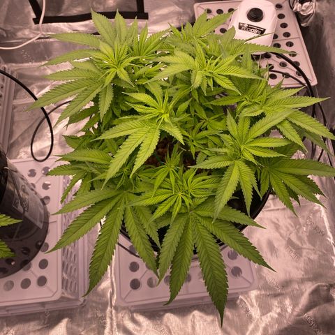 Amnesia Haze GREEN TAG growlog timeline photo