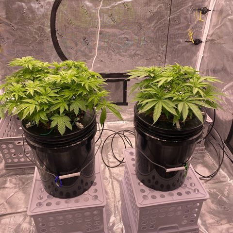 Amnesia Haze GREEN TAG growlog timeline photo