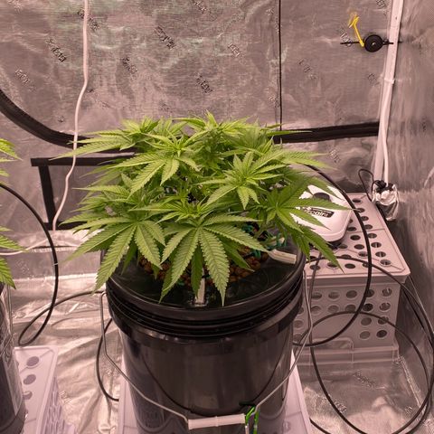 Amnesia Haze GREEN TAG growlog timeline photo