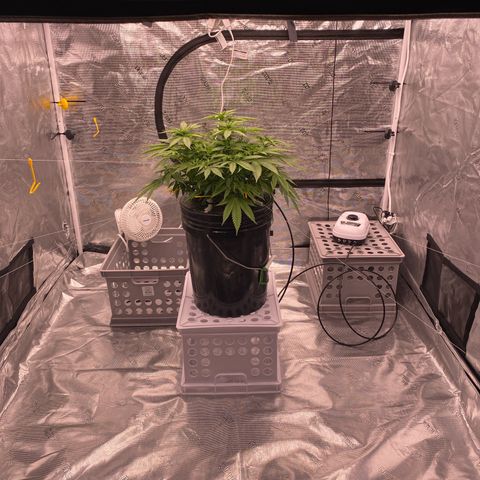 Amnesia Haze GREEN TAG growlog timeline photo