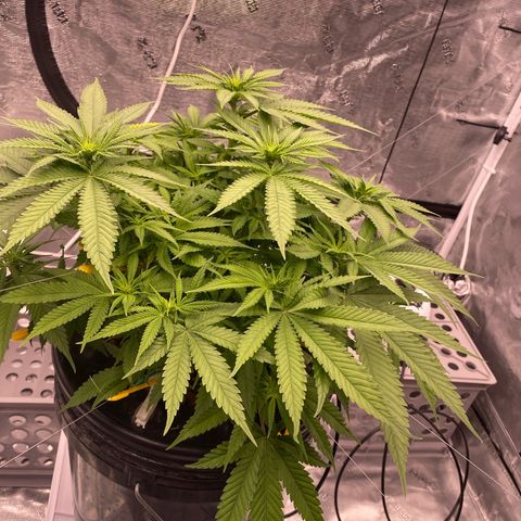 Amnesia Haze GREEN TAG growlog timeline photo