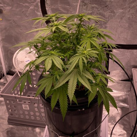 Amnesia Haze GREEN TAG growlog photo: Trim fan leaf