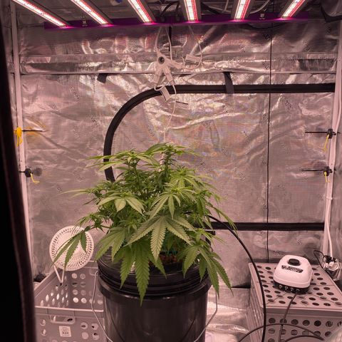 Amnesia Haze GREEN TAG growlog timeline photo