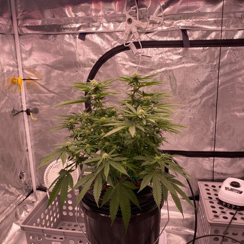 Amnesia Haze GREEN TAG growlog timeline photo