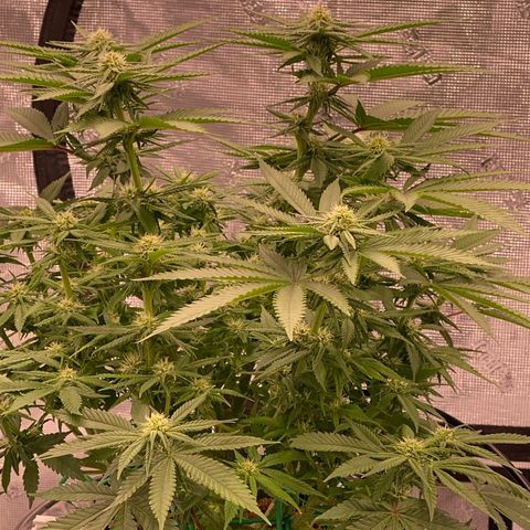 Amnesia Haze GREEN TAG growlog timeline photo