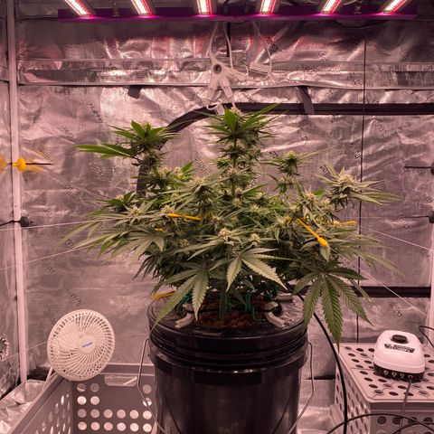 Amnesia Haze GREEN TAG growlog timeline photo