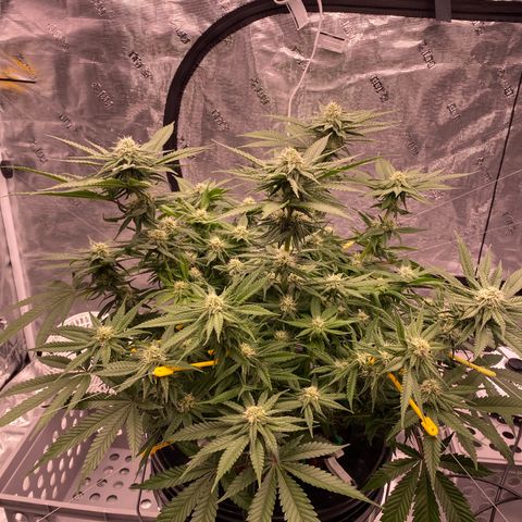 Amnesia Haze GREEN TAG growlog timeline photo