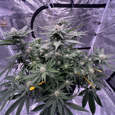 Amnesia Haze GREEN TAG growlog timeline photo