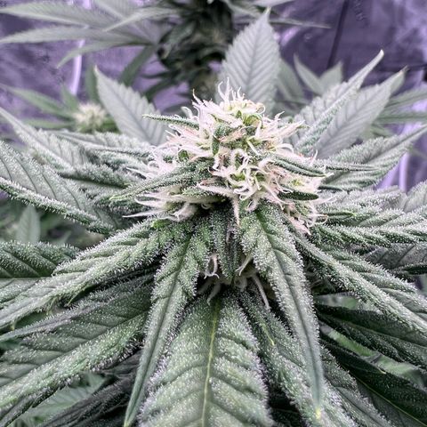Amnesia Haze GREEN TAG growlog timeline photo