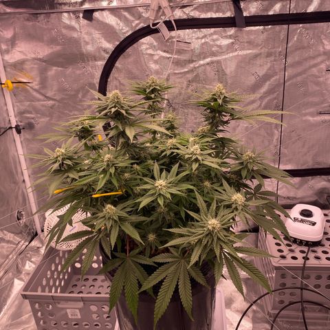 Amnesia Haze GREEN TAG growlog timeline photo