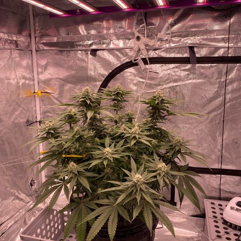 Amnesia Haze GREEN TAG growlog timeline photo