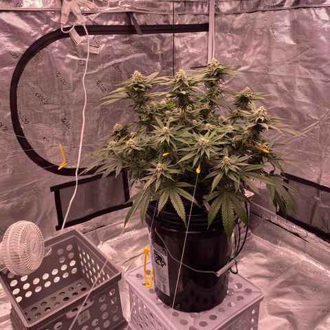 Amnesia Haze GREEN TAG growlog timeline photo