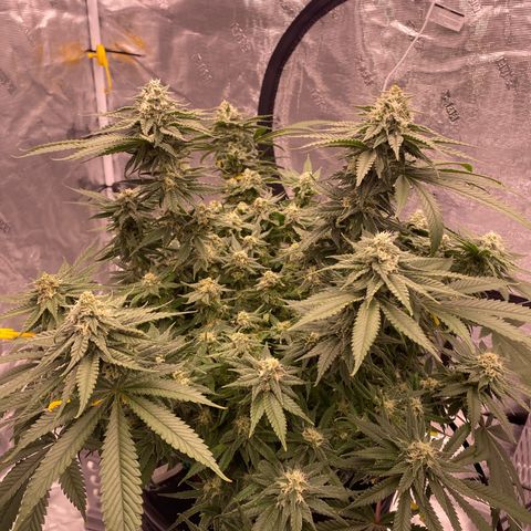 Amnesia Haze GREEN TAG growlog photo: Hmm… to start ripen nutes or go another week 🤔