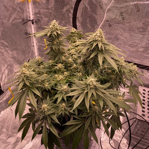 Amnesia Haze GREEN TAG growlog timeline photo
