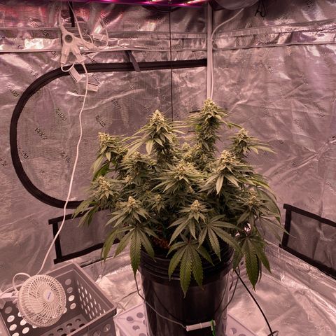 Amnesia Haze GREEN TAG growlog timeline photo