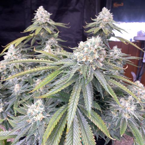 Amnesia Haze GREEN TAG growlog timeline photo