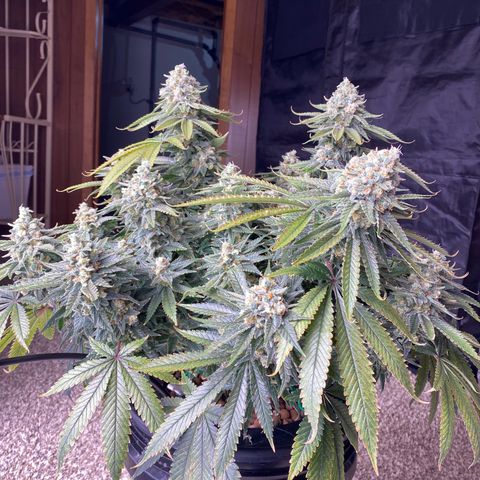 Amnesia Haze GREEN TAG growlog timeline photo