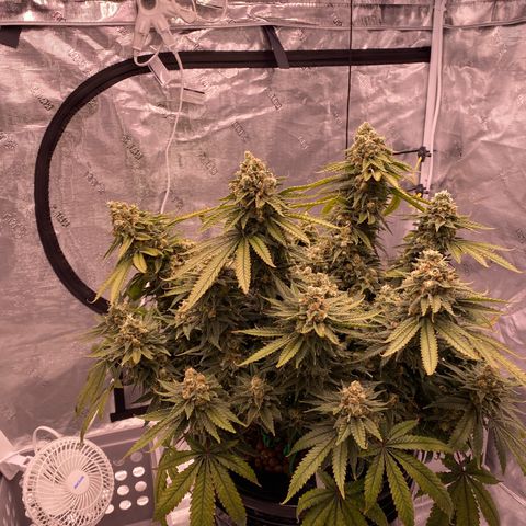 Amnesia Haze GREEN TAG growlog timeline photo