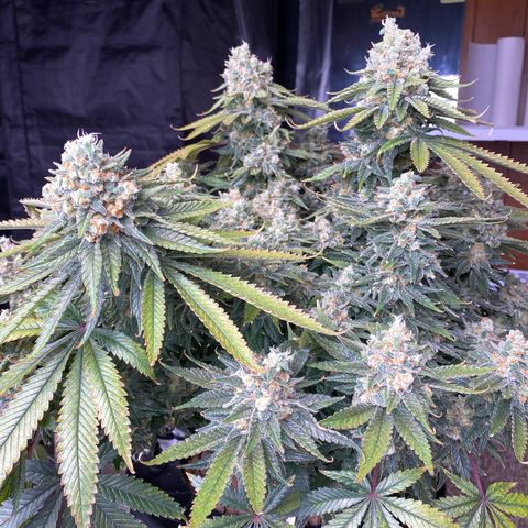 Amnesia Haze GREEN TAG growlog timeline photo