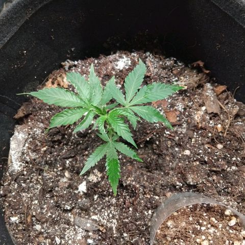 Krumble juice #1 growlog photo: Rega com chá de casca de banana e maracujá,  joguei himitsu a 2 dias atrás roguei com água,  fiz poda das folhas maiores das ramificações  de baixo que já saiu 