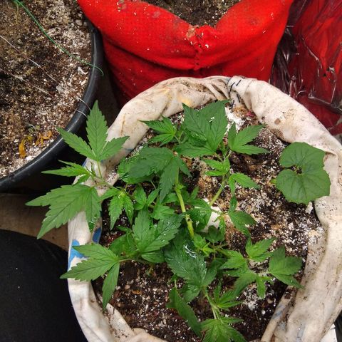 Jureg growlog photo: Rega com chá de casca de banana e maracujá  , podei as folhas antigas e adubei com himitsu  a 2 dias atrás 