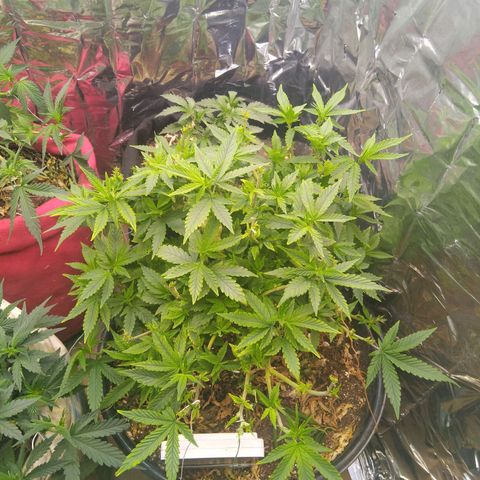 Genética desconhecida growlog photo: Podas para revegar,  estou esperando os clones cresce mais
