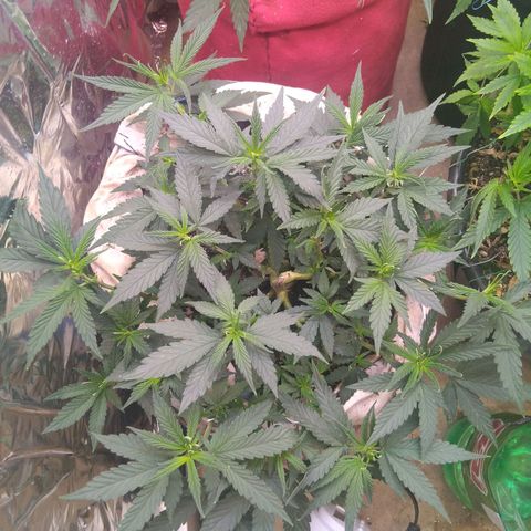 Jureg growlog photo: Tenho que trocar o vaso urgente