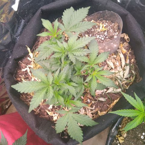 Krumble juice #1 growlog photo: Poda nas ramificações  abaixo para clones 