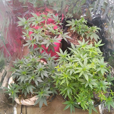 Jureg growlog timeline photo